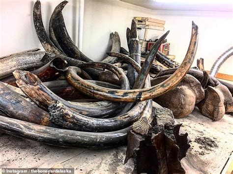 Mammoth expert reveals location of thousands of tusks worth millions of ...