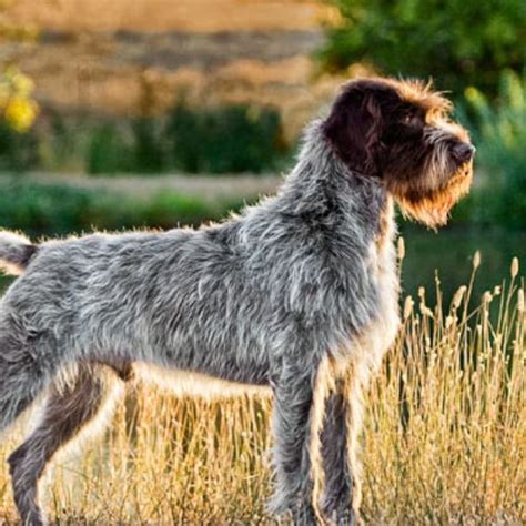 Deer Creek Wirehaired Pointing Griffons - Wirehaired Pointing Griffon ...