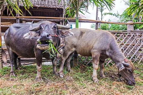 Water Buffalo. stock image. Image of horns, carabao, animal - 43921591