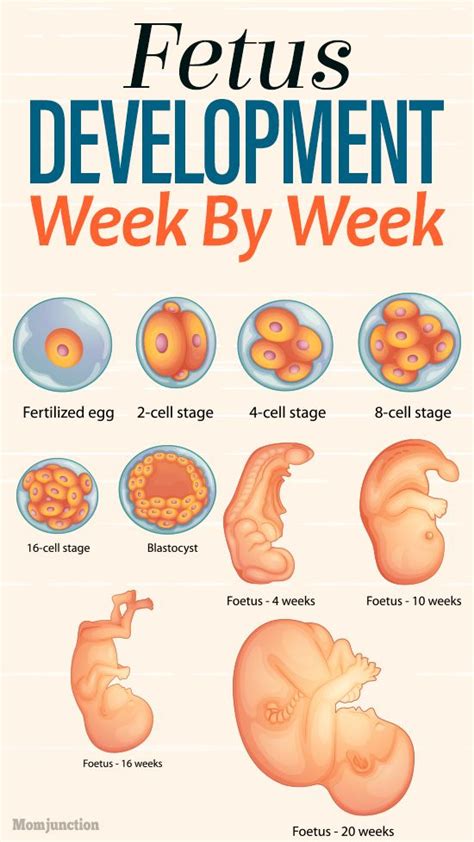 166 best Pregnancy Week By Week images on Pinterest | 36 weeks pregnant symptoms, Babies stuff ...