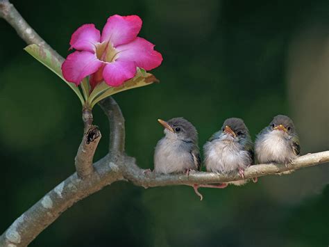 Cute Small Birds by Photowork By Sijanto