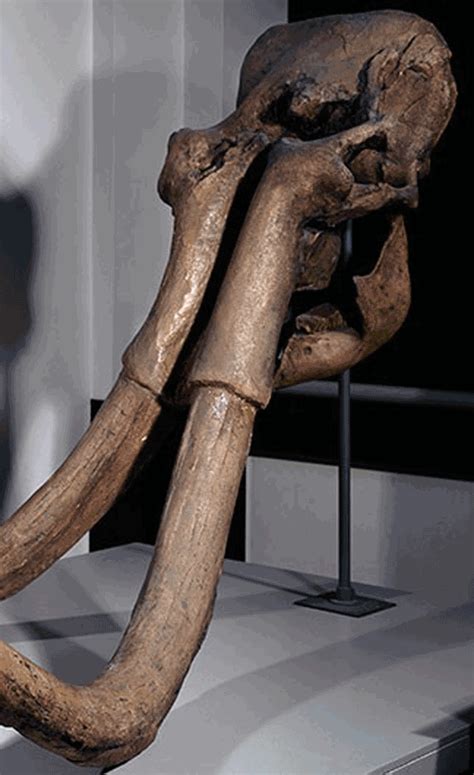 steppe-mammoth.skull588 | The Pterosaur Heresies