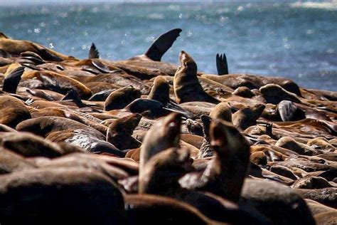 Seal Island South Africa - Four Worn Soles