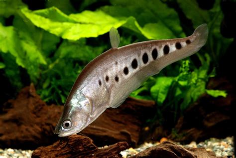 Clown Knife Fish (Chitala ornata): The Ultimate Guide - Fish Laboratory