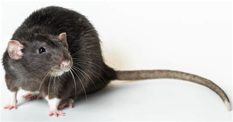 The Black Death Has Always Been Blamed On Rats, But We Were Wrong