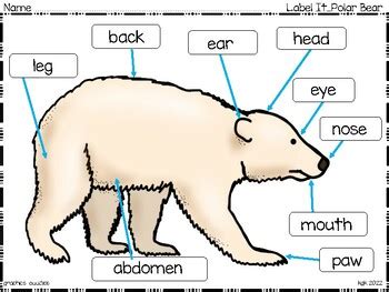 Polar Bear Body Parts Diagram