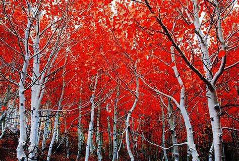 Best Time to See Changing Aspens in Colorado - Day Hikes Near Denver