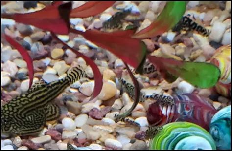 Hillstream Loach Breeding: All About Hillstream Loaches | Connect Fish Friends