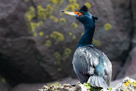 42 Cormorant Species - The Worlds Rarest Birds