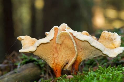 The False Chanterelle: Identification, Habitat, and Uses - Mushroom Appreciation