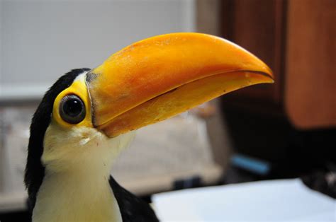 Two month old baby Toucan and his beak : r/aww