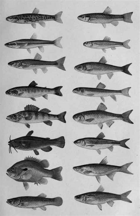 The Importance Of Minnows And Their Allies For Game-Fish Food. Continued