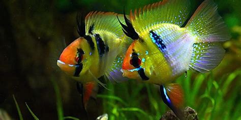 Blue Ram Cichlid Care Guide | The Aquarium Guide