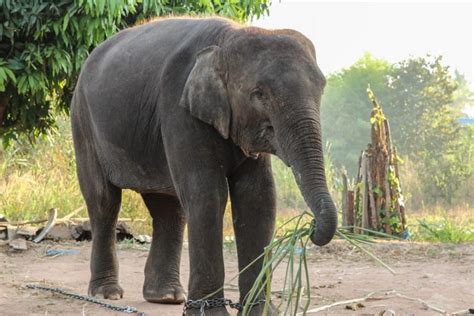 Elefante asiático: características, hábitat, reproducción