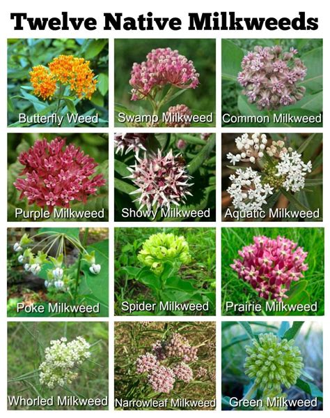 Seven Types of Milkweed in Nebraska: Common Milkweed, Whorled Milkweed, Butterfly Weed, Green ...