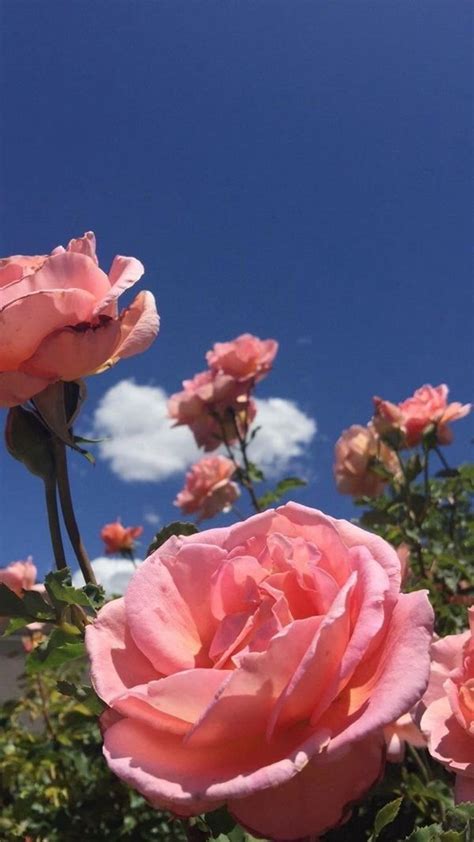 Pretty Pin Roses uploaded by Lucian on We Heart It | Aesthetic roses, Flower aesthetic, Blue ...