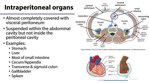 Retroperitoneal Space Organs