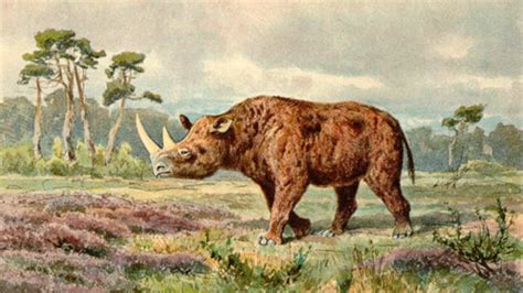 Climate Change, Not Humans, Likely Eliminated Woolly Rhinos, New Study Shows - EcoWatch