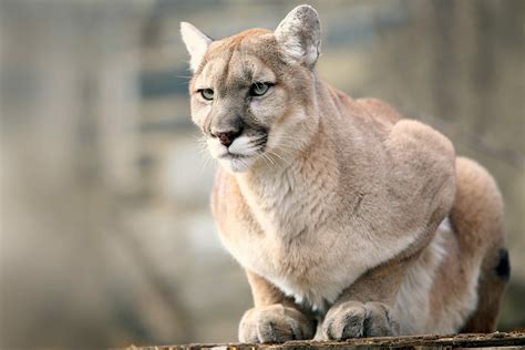 Puma: Habitat, Physical Description, Diet, Conservation – Philadelphia Zoo