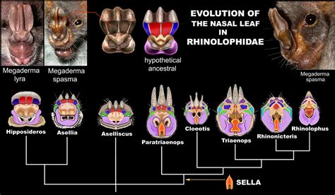 EVOLUTION of the nasal leaf in RHINOLOPHIDAE | by ARCANO NelsoN Gomes Ancestral, Bats, Shadows ...