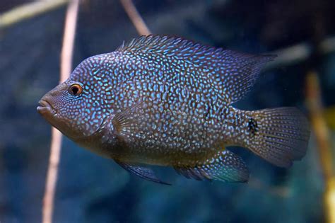 Texas Cichlid Care Guide & Species Profile | Fishkeeping World