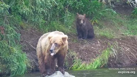 Brooks Falls Brown Bears Snapshot taken by BeCooper | Explore.org