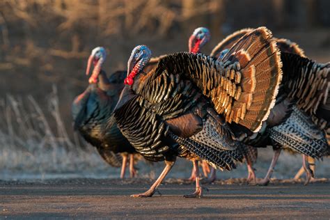 Wild Turkey | Audubon Field Guide