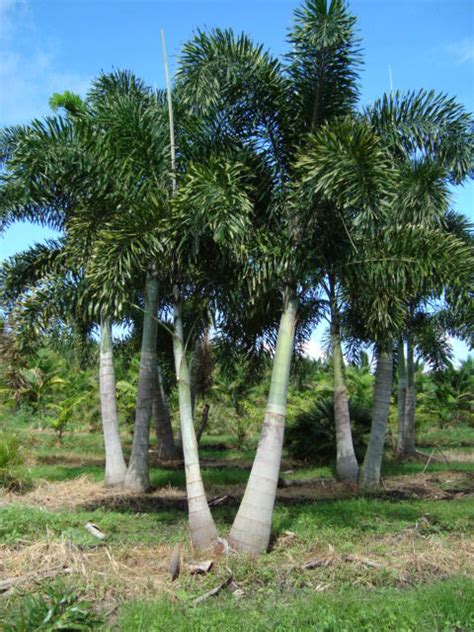 Foxtail Palm - Heritage FarmsHeritage Farms