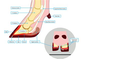 Wave goodbye to pain - Foot Anatomy and Biomechanics