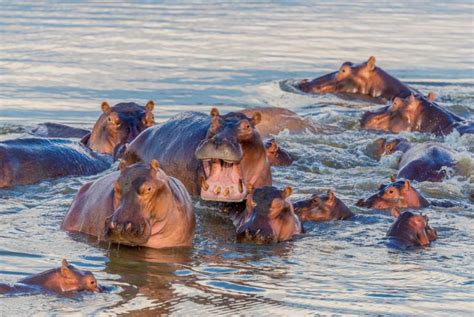 Hundreds of hippos lie in ambush for their ргeу