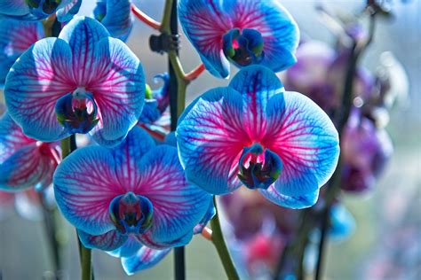 9 Things You Probably Didn’t Know About Orchids - EcoWatch