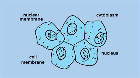 Human Cheek Cells Under A Microscope