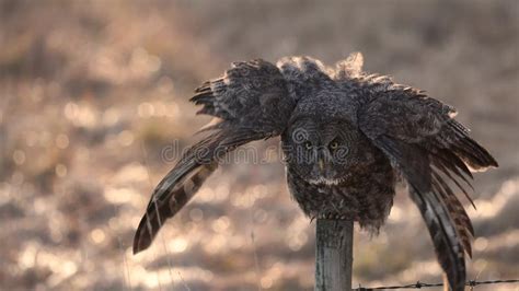 Great Gray Owl in Canada stock footage. Video of hunting - 294426658