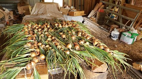 When and how to harvest onions - Old Guy Gardener