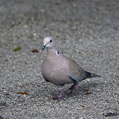 Pictures and information on Eurasian Collared Dove