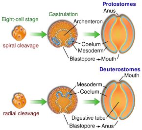 Protostome - Wikipedia