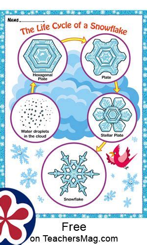 The Life Cycle of a Snowflake Free | Winter preschool, Snowflakes science, Winter classroom ...