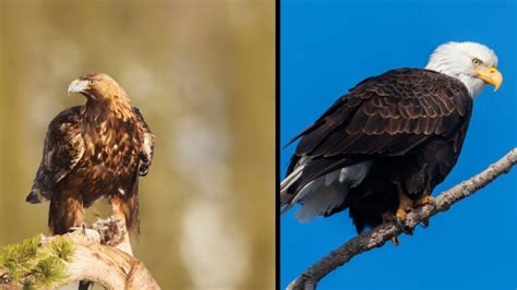 Golden Eagle vs Bald Eagle: Similarities & Differences - Birdwatching Tips