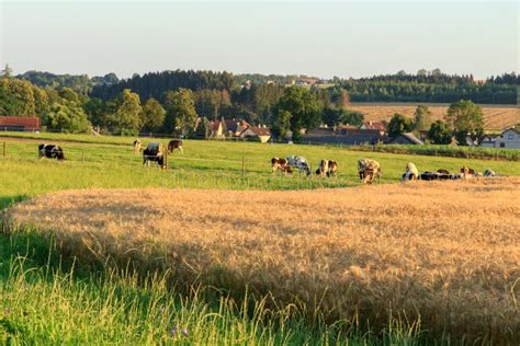 Landscape with Farm Animals Stock Photo - Image of cows, farming: 193559046