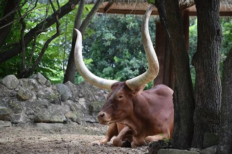 Ox Animal Facts | Bos taurus - AZ Animals