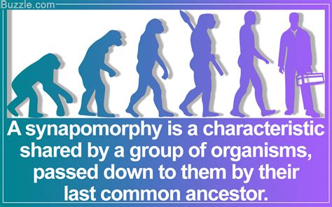 Synapomorphy: Understanding the Definition Through Apt Examples