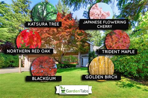 7 Shade Trees For Your Zone 5 Backyard