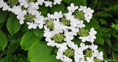 Doublefile Viburnum Plicatum | Japanese Snowball Bush Care