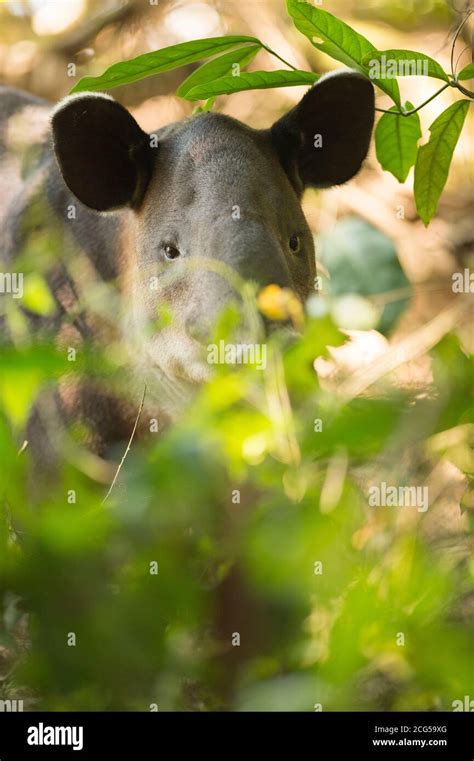 Baird's tapir - Costa Rica Stock Photo - Alamy