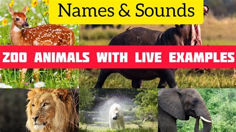 Zoo Animals Names and sounds to learn for kids, preschool and kindergarten, zoo animals - YouTube