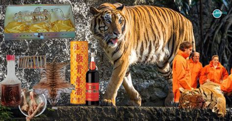 China’s New Favorite Tonic - Tiger Bone Wine - Relish Doze