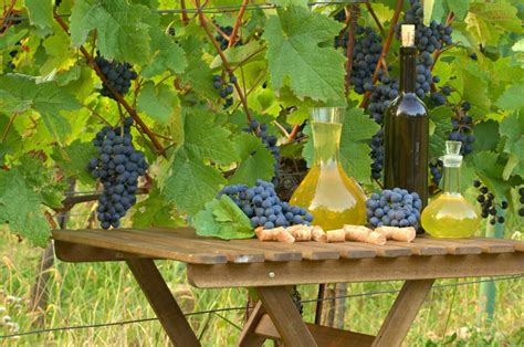 Best 14 Wineries in Kentucky: Top Picks for Wine Lovers - TravelEnvoy