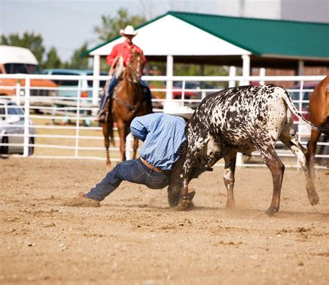 Steer Wrestling stock photo. Image of cattle, bull, mammal - 8788852