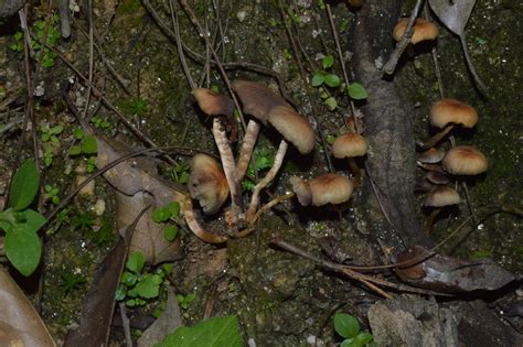 Psathyrella – eFlora of India