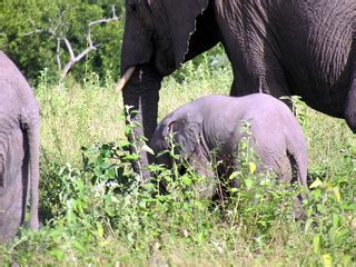 Elephants - South Africa Safari - Djuma Game Reserve - Sab… | Flickr